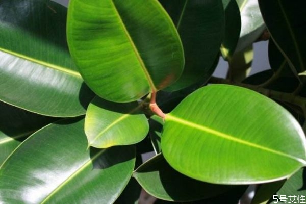 什么是橡皮樹呢 橡皮樹有什么作用呢 什么是橡皮樹呢 橡皮樹有什么作用呢