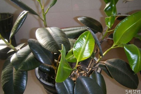 什么是橡皮樹呢 橡皮樹有什么作用呢 什么是橡皮樹呢 橡皮樹有什么作用呢