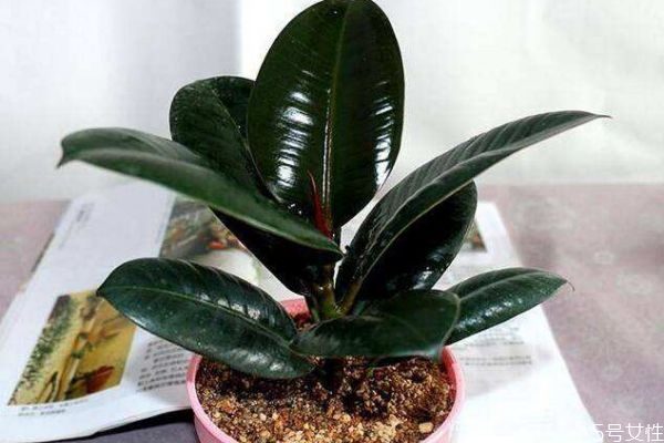 什么是橡皮樹呢 橡皮樹有什么作用呢 什么是橡皮樹呢 橡皮樹有什么作用呢