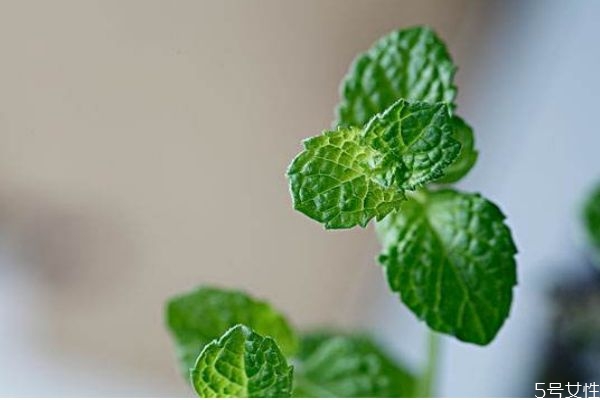 薄荷可以開花嗎 薄荷對人體有什么好處呢 薄荷可以開花嗎 薄荷對人體有什么好處呢