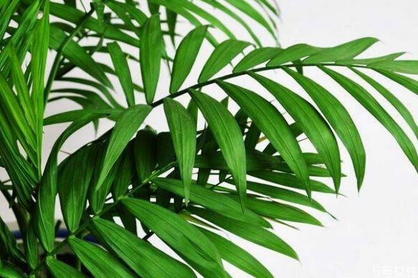 散尾葵的花語是什么呢 散尾葵的種植需要注意什么呢 散尾葵的花語是什么呢 散尾葵的種植需要注意什么呢