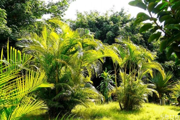 散尾葵的花語是什么呢 散尾葵的種植需要注意什么呢 散尾葵的花語是什么呢 散尾葵的種植需要注意什么呢