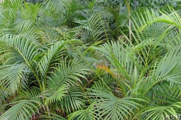 散尾葵的花語是什么呢 散尾葵的種植需要注意什么呢 散尾葵的花語是什么呢 散尾葵的種植需要注意什么呢