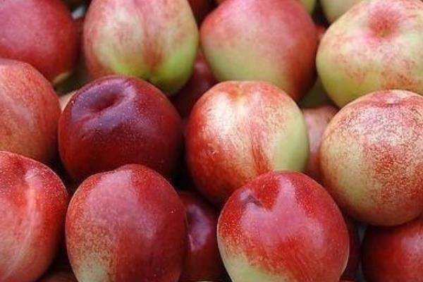 吃油桃有什么營養(yǎng) 油桃一天適合吃幾個(gè)