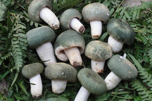 菌類為什么要焯水 菌類怎么焯水 菌類為什么要焯水 菌類怎么焯水