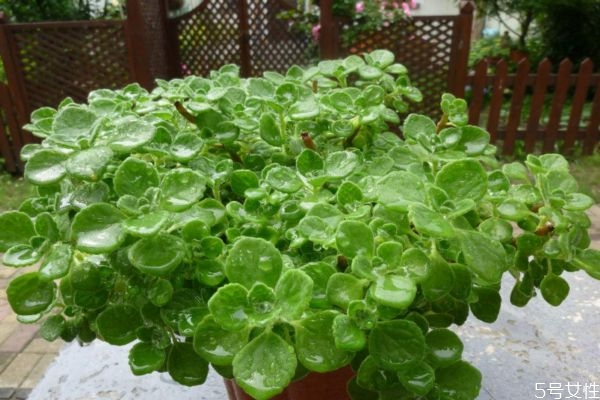 碰碰香的花語是什么呢 碰碰香會開花嗎 碰碰香的花語是什么呢 碰碰香會開花嗎