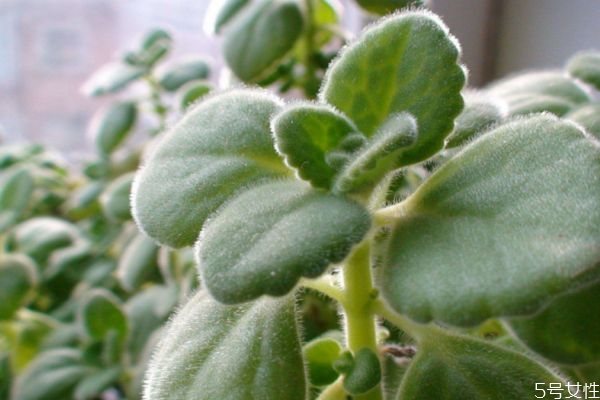 碰碰香的花語是什么呢 碰碰香會開花嗎 碰碰香的花語是什么呢 碰碰香會開花嗎