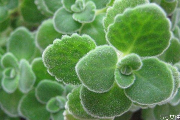 碰碰香的花語是什么呢 碰碰香會開花嗎 碰碰香的花語是什么呢 碰碰香會開花嗎