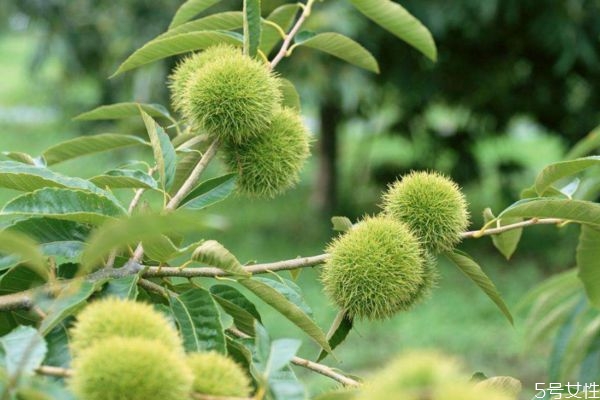 栗子樹生長環(huán)境是怎么樣呢 栗子樹種植應該注意什么呢