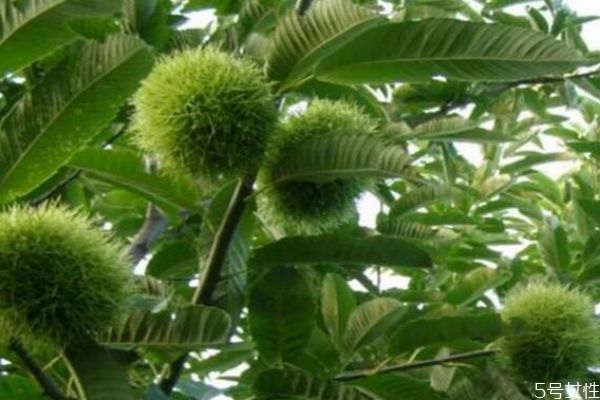 栗子樹生長環(huán)境是怎么樣呢 栗子樹種植應該注意什么呢