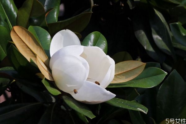 廣玉蘭是一種什么植物呢 廣玉蘭有什么作用呢 廣玉蘭是一種什么植物呢 廣玉蘭有什么作用呢