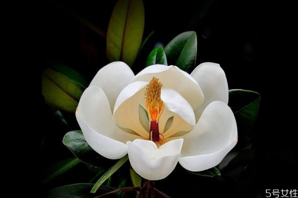 廣玉蘭是一種什么植物呢 廣玉蘭有什么作用呢 廣玉蘭是一種什么植物呢 廣玉蘭有什么作用呢