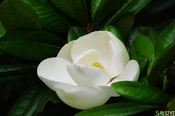 廣玉蘭的花期是什么時候呢 廣玉蘭應該怎么種植呢