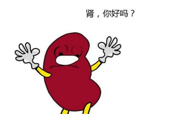 腎臟功能能下午做檢查嗎 腎臟不好做哪些檢查 腎臟功能能下午做檢查嗎 腎臟不好做哪些檢查