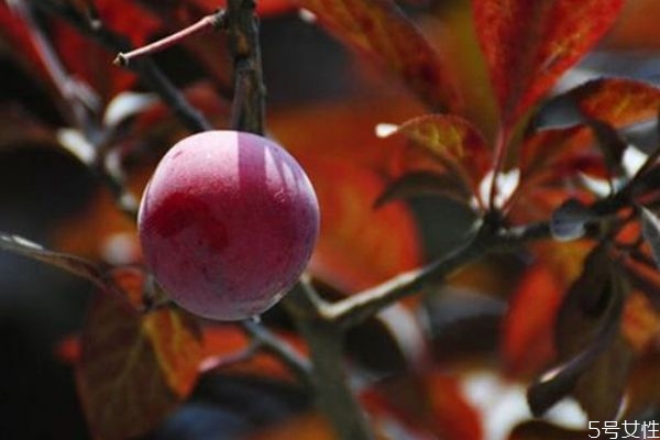 紫葉李果實(shí)可以吃嗎 吃紫葉李果實(shí)有什么好吃呢 紫葉李果實(shí)可以吃嗎 吃紫葉李果實(shí)有什么好吃呢