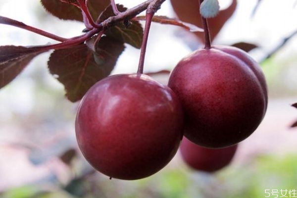 紫葉李果實(shí)可以吃嗎 吃紫葉李果實(shí)有什么好吃呢 紫葉李果實(shí)可以吃嗎 吃紫葉李果實(shí)有什么好吃呢