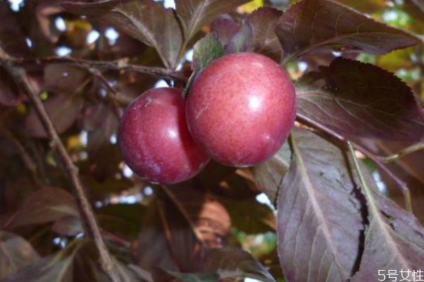 紫葉李果實(shí)可以吃嗎 吃紫葉李果實(shí)有什么好吃呢 紫葉李果實(shí)可以吃嗎 吃紫葉李果實(shí)有什么好吃呢