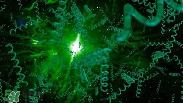 螺旋藻是飯前吃還是飯后吃？螺旋藻怎么吃？