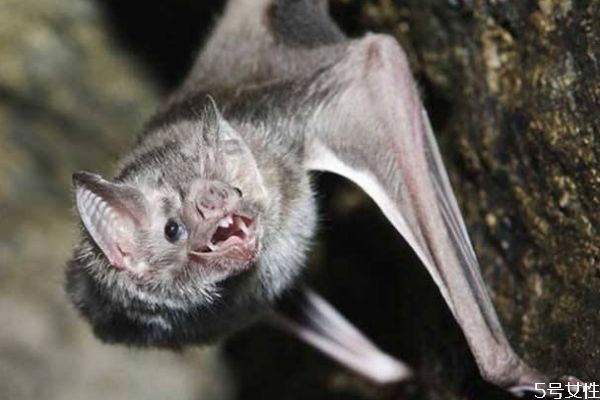 蝙蝠可以吃嗎 蝙蝠有什么營養(yǎng)價(jià)值呢