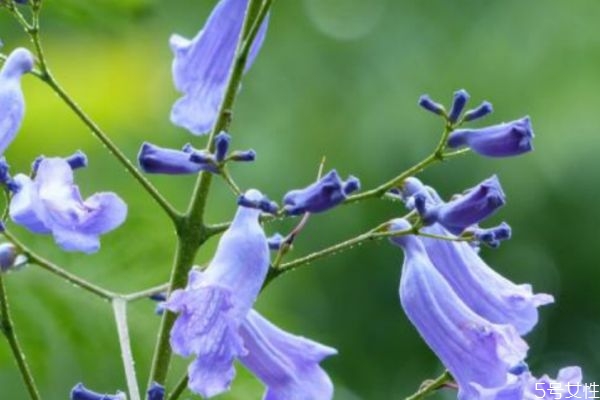 藍花楹的花語有什么呢 藍花楹種植需要注意什么呢