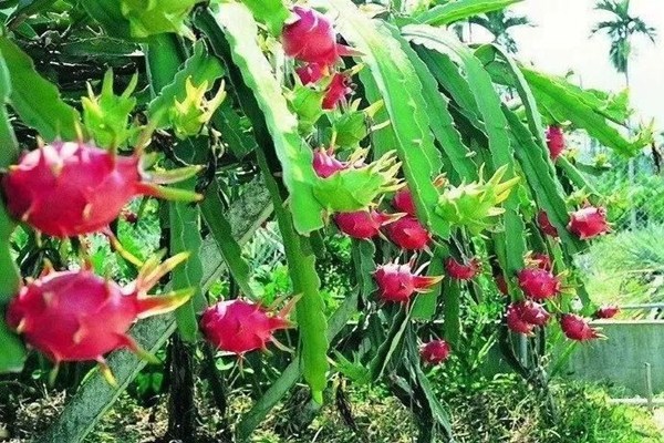 香蕉和火龍果哪個(gè)通便好 香蕉和火龍果哪個(gè)更助消化