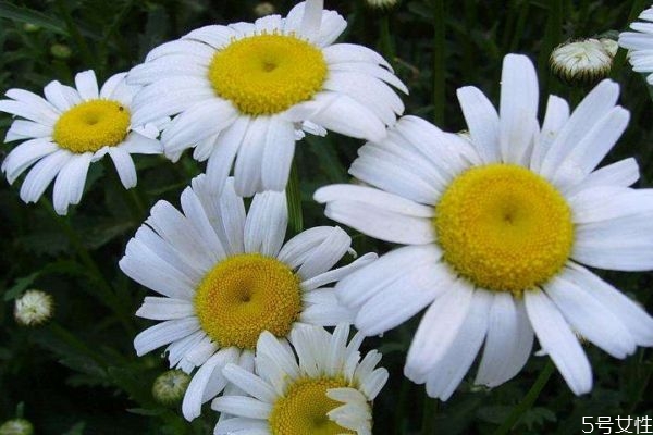 白晶菊的花語是什么呢 白晶菊花期是什么時候呢 白晶菊的花語是什么呢 白晶菊花期是什么時候呢