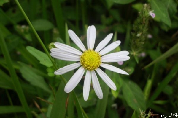白晶菊的花語是什么呢 白晶菊花期是什么時候呢 白晶菊的花語是什么呢 白晶菊花期是什么時候呢