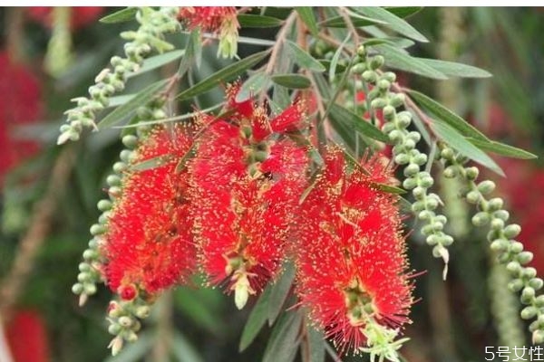 串錢柳是什么呢 串錢柳有什么作用呢 串錢柳是什么呢 串錢柳有什么作用呢