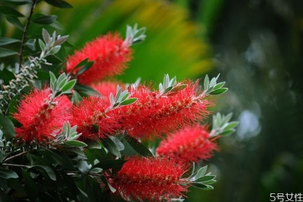 串錢柳是什么呢 串錢柳有什么作用呢 串錢柳是什么呢 串錢柳有什么作用呢