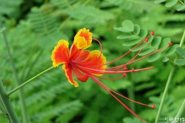 什么是金鳳花呢 金鳳花有什么作用呢 什么是金鳳花呢 金鳳花有什么作用呢