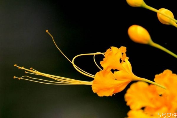 什么是金鳳花呢 金鳳花有什么作用呢 什么是金鳳花呢 金鳳花有什么作用呢