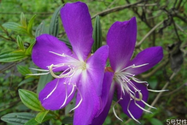 野牡丹的花語(yǔ)是什么呢 野牡丹的種植有什么注意的呢 野牡丹的花語(yǔ)是什么呢 野牡丹的種植有什么注意的呢