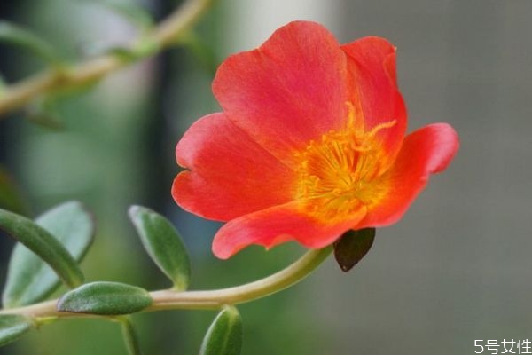 什么是午時(shí)花呢 午時(shí)花有什么作用呢