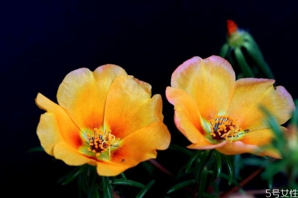 什么是午時(shí)花呢 午時(shí)花有什么作用呢