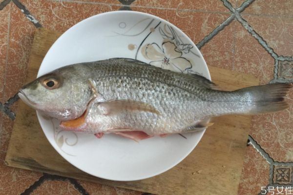 什么是白姑魚呢 白姑魚有什么營養(yǎng)價值呢