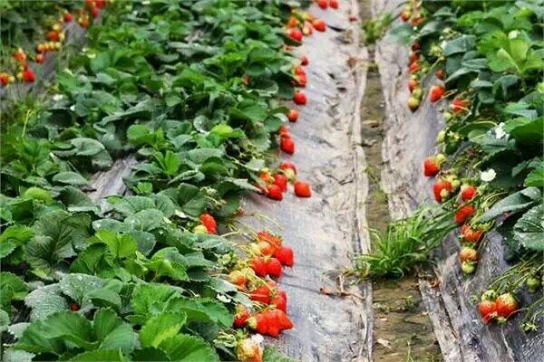 草莓什么時(shí)候種植比較好 草莓的成熟周期多少天