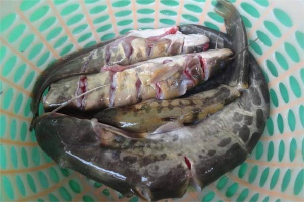 鯰魚有刺嗎 鯰魚是一根主刺嗎 鯰魚有刺嗎 鯰魚是一根主刺嗎