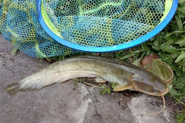 鯰魚和草魚哪個好吃 鯰魚和草魚哪個貴 鯰魚和草魚哪個好吃 鯰魚和草魚哪個貴