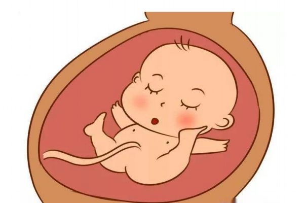 多大會(huì)有胎動(dòng)呢 胎動(dòng)的頻率應(yīng)該是怎么樣的呢