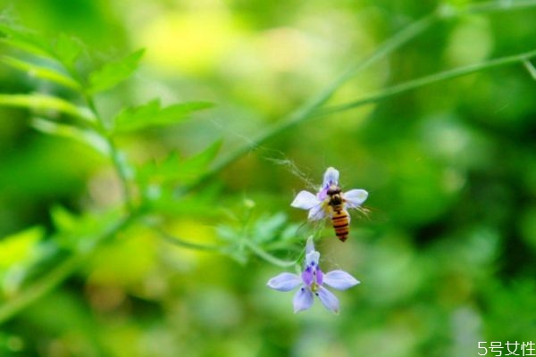 還亮草的花語(yǔ)是什么呢 還亮草的病蟲害防治怎么弄呢