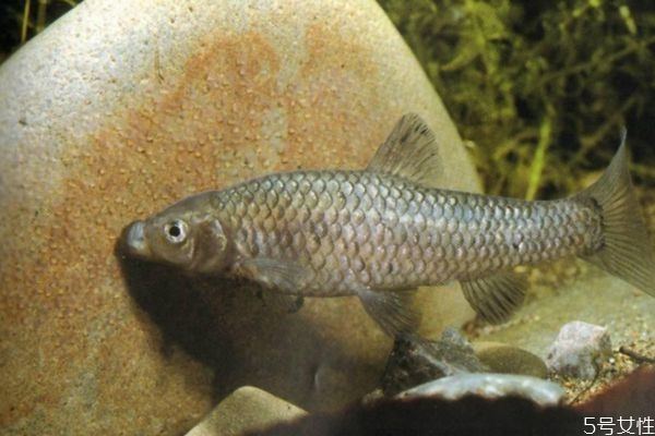 麥穗魚應該沒在挑選呢 麥穗魚怎么做好吃呢 麥穗魚應該沒在挑選呢 麥穗魚怎么做好吃呢