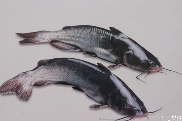 什么是淮王魚呢 淮王魚有什么營(yíng)養(yǎng)價(jià)值呢