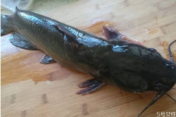 什么是淮王魚呢 淮王魚有什么營(yíng)養(yǎng)價(jià)值呢