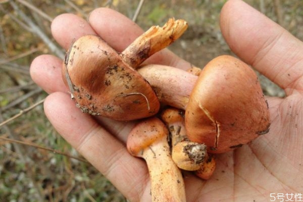 什么是松蘑呢 松蘑有什么營(yíng)養(yǎng)價(jià)值呢 什么是松蘑呢 松蘑有什么營(yíng)養(yǎng)價(jià)值呢