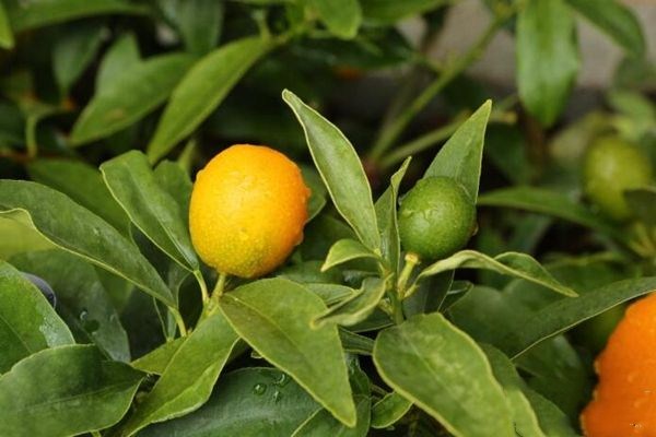 金桔吃多了皮膚會變黃嗎 吃金桔皮膚變黃多久能恢復