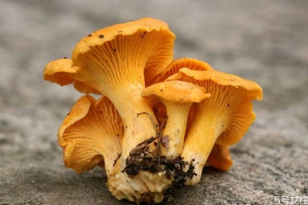 什么是雞油菌呢 雞油菌有什么營養(yǎng)價(jià)值呢