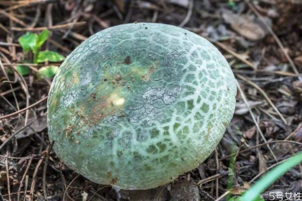 什么是青頭菌呢 青頭菌有什么營(yíng)養(yǎng)價(jià)值呢 什么是青頭菌呢 青頭菌有什么營(yíng)養(yǎng)價(jià)值呢