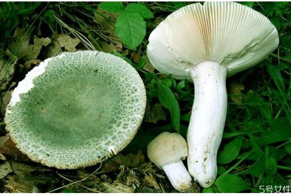 什么是青頭菌呢 青頭菌有什么營(yíng)養(yǎng)價(jià)值呢 什么是青頭菌呢 青頭菌有什么營(yíng)養(yǎng)價(jià)值呢