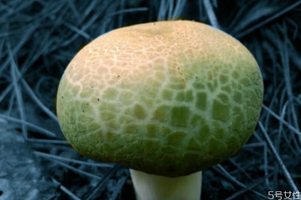 什么是青頭菌呢 青頭菌有什么營(yíng)養(yǎng)價(jià)值呢 什么是青頭菌呢 青頭菌有什么營(yíng)養(yǎng)價(jià)值呢