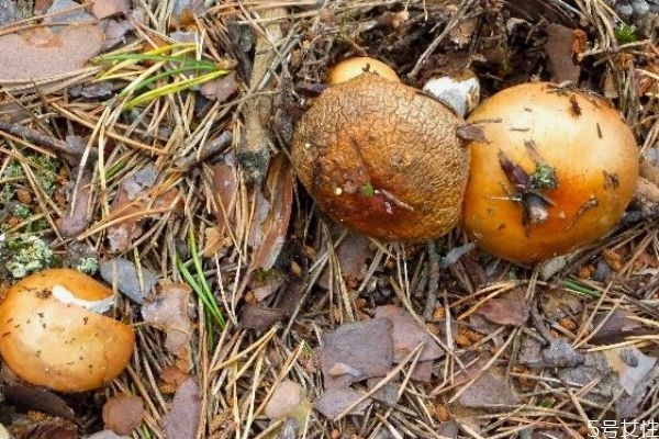 松蘑和什么一起吃最有營(yíng)養(yǎng) 松蘑和什么一起吃最有營(yíng)養(yǎng)